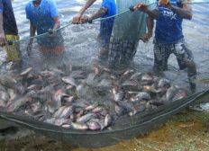 Imagem de Voluntárias Sociais recebem 200 kg de peixes para doação