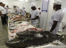 Imagem de Peixes e mariscos são vendidos com até 38%  de desconto no Terminal Pesqueiro da Ribeira