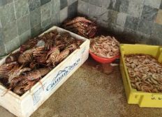 Imagem de Lagosta e camarão são apreendidos no Mercado do Peixe; pesca é proibida até final de maio