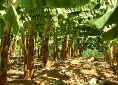 Imagem de Bom Jesus da Lapa passa a ser considerado o maior produtor de banana do País
