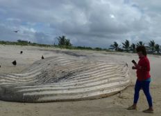 Imagem de Baleia de 10 metros é encontrada morta em praia do sul da Bahia