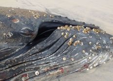Imagem de Baleia jubarte é encontrada morta em praia do sul da Bahia