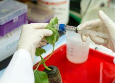 Imagem de Vacina contra a zika é criada nos EUA com produção em folhas de tabaco