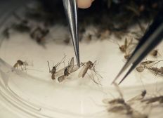 Imagem de Zika custou 4,6 bilhões de dólares ao Brasil nos últimos dois anos, diz ONU