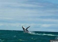 Imagem de Temporada de baleias jubartes atrai visitantes ao sul da Bahia e espetáculo no mar surpreende turistas: 'Incrível'