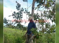 Imagem de GOV. MANGABEIRA: Moradores do Encruzo encontram corpo de idoso dependurado em árvore