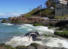 Imagem de Baleia ferida encalha em praia de Salvador
