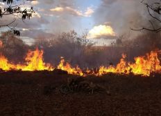 Imagem de Incêndio atinge vegetação no oeste da Bahia