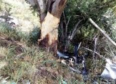 Imagem de  Empresário morre após cair em ribanceira e bater em árvore