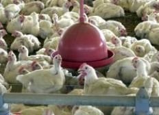 Imagem de Brasil vence disputa na OMC e deve exportar frango para a Indonésia em 2018