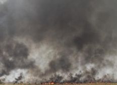 Imagem de Incêndio destrói área na zona rural de Luís Eduardo Magalhães