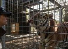 Imagem de Tratadora de animais morre após ataque de tigre na Nova Zelândia