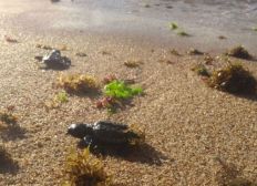 Imagem de Depois de 30 anos, tartarugas marinhas voltam a desovar na praia de Itapuã