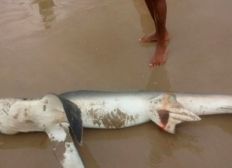 Imagem de Tubarão é encontrado morto em praia de Ilhéus