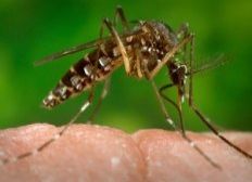Imagem de Mutirão contra o Aedes desembarca em Brotas nessa sexta-feira