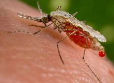 Imagem de Homem é internado com malária após visitar companheira em cidade com surto da doença na Bahia