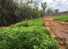 Imagem de Plantação com mais de três mil pés de maconha é encontrada no norte da Bahia