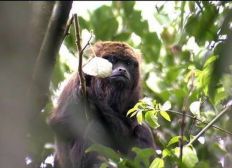 Imagem de  SP fecha zoo, Jardim Botânico e safári após morte de macaco com febre amarela
