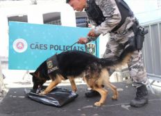 Imagem de Polícia usa cães farejadores em portais de abordagem do Carnaval