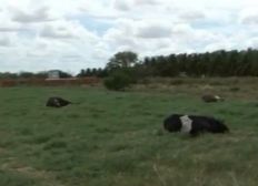 Imagem de Laudo aponta que 9 vacas mortas de forma misteriosa em fazenda na BA