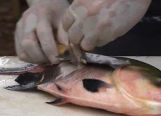 Imagem de Valença recebe curso gratuito de filetagem de peixes