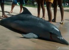 Imagem de Golfinho é encontrado morto em praia turística na Bahia
