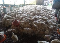 Imagem de BA perde 170 mil frangos por dia com greve de caminhoneiros; cidade já teve prejuízo de R$ 400 mil