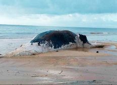 Imagem de Baleia jubarte é achada morta e com marcas de mordida de tubarão em praia do extremo sul da Bahia