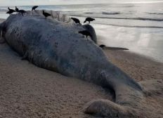 Imagem de Alcobaça: Baleia de 12 metros é encontrada; encalhe é 4° da nova temporada de migração