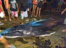Imagem de Filhote de baleia jubarte morre após encalhar em praia no extremo sul da Bahia