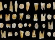 Imagem de Fósseis de dentes humano são encontrados na China