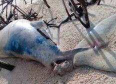 Imagem de Baleia jubarte é achada morta em praia do extremo sul da Bahia