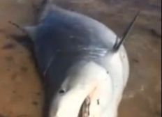 Imagem de Tubarão-tigre é pescado e morto na praia de Corumbau, no sul da Bahia