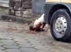 Imagem de Ataques de pitbull causam revolta entre moradores de Cubatão