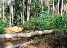 Imagem de Ibama localiza quase 260 hectares de Mata Atlântica desmatada em oito municípios na Bahia