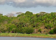 Imagem de IBGE: Brasil tem 9,85 milhões de hectares de florestas plantadas