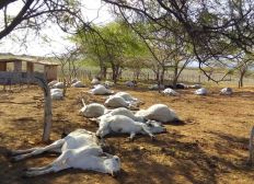 Imagem de Mais de 100 animais morrem em um intervalo de dois dias na Bahia; suspeita é de intoxicação alimentar