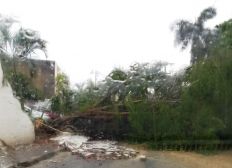 Imagem de Árvore cai na Estrada do Côco e deixa trânsito lento no local