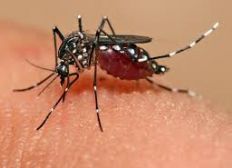 Imagem de Municípios recebem 7,4 mil kits para combaterem o Aedes aegypti
