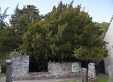Imagem de Árvore de 5.000 anos britânica muda de sexo