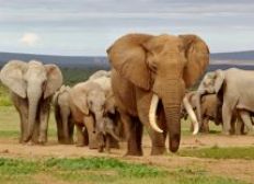 Imagem de Jornalistas são detidos no Zimbábue por denunciar caça de elefantes