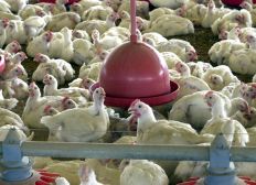 Imagem de Anvisa proíbe venda de lotes de frango da Perdigão