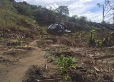 Imagem de Polícia Federal localiza 23 mil pés de maconha durante operação na Bahia; droga foi erradicada