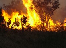 Imagem de Mais de 90% das queimadas são provocadas por negligência humana, diz Tenente do Corpo de Bombeiros