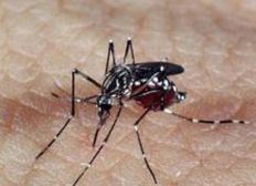 Imagem de Casos de dengue crescem 224% no Brasil com 229 mil pacientes este ano