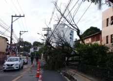 Imagem de Árvore desaba e interdita parte de rua no bairro da Federação