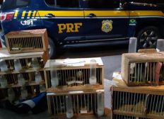 Imagem de PRF resgata 24 pássaros silvestres transportados irregularmente em ônibus