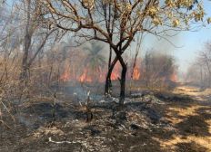 Imagem de Três municípios receberão brigadistas para prevenir e combater incêndios florestais