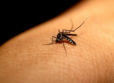 Imagem de Bahia tem mais de 40 mil casos de dengue no 1º semestre de 2019