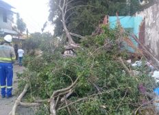 Imagem de Árvore cai, atinge parte de imóvel e bloqueia rua do bairro de São Marcos